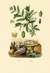 Concha de oliva